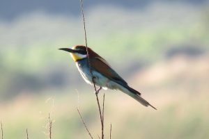 ABEJARUCO (Merops apiaster)