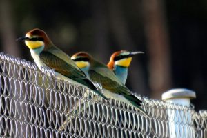 ABEJARUCOS (Merops apiaster)