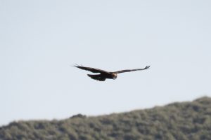 AGUILUCHO LAGUNERO OCCIDENTAL (Circus aeruginosus)