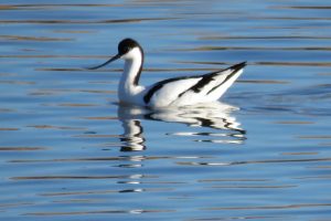 AVOCETA COMÚN (Recurvirostra avosetta)