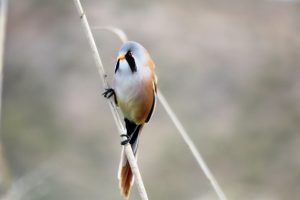 BIGOTUDO MACHO ADULTO I (Panurus biarmicus)