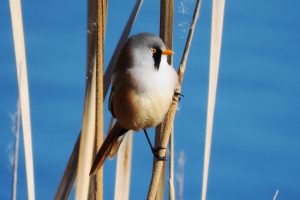 BIGOTUDO MACHO ADULTO II (Panurus biarmicus)