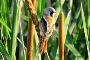 BIGOTUDO MACHO ADULTO III (Panurus biarmicus)