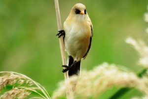 BIGOTUDO MACHO JOVEN I (Panurus biarmicus)