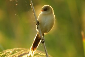 BIGOTUDO MACHO JOVEN II (Panurus biarmicus)