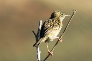 BUITRÓN I (Cisticola juncidis)