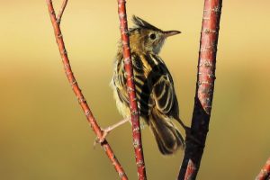 BUITRÓN II (Cisticola juncidis)