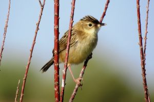 BUITRÓN III (Cisticola juncidis)