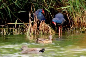 CALAMONES (Porphyrio porphyrio) y ÁNADES FRISO (Anas strepera)
