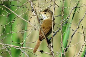 CARRICERO TORDAL (Acrocephalus arundinaceus)