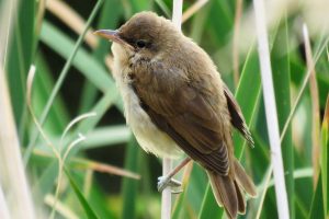 CARRICERO TORDAL JOVEN (Acrocephalus arundinaceus)