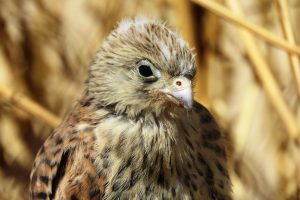CERNÍCALO PRIMILLA JOVEN(Falco naumanni)