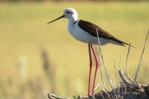 CIGÜEÑUELA (Himantopus himantopus)