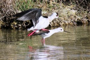 CIGÜEÑUELAS COPULANDO (Himantopus himantopus)