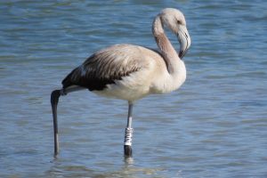 FLAMENCO COMÚN JOVEN I (Phoenicopterus roseus)