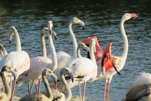 FLAMENCOS COMUNES I (Phoenicopterus roseus)