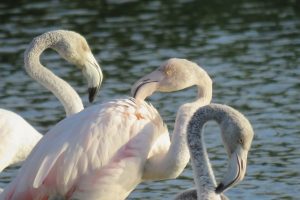 FLAMENCOS COMUNES II (Phoenicopterus roseus)