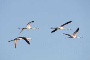 FLAMENCOS COMUNES III (Phoenicopterus roseus)