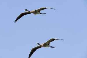 FLAMENCOS COMUNES JÓVENES (Phoenicopterus roseus)