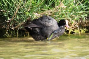 FOCHA COMÚN (Fulica atra)