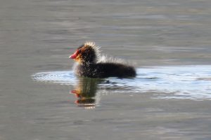 FOCHITA COMÚN (Fulica atra)