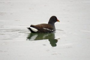 GALLINETA COMÚN (Gallinula chloropus)