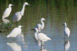 GARCETAS COMUNES (Egretta garzetta)