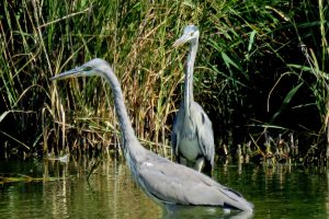 GARZAS REALES (Ardea cinerea)