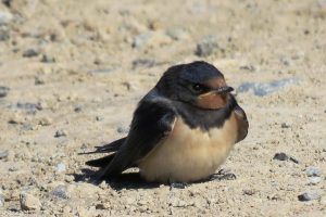 GOLONDRINA COMÚN (Hirundo rustica)