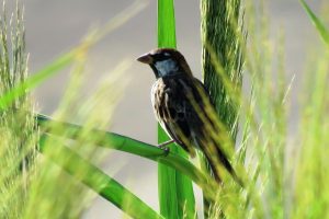 GORRIÓN MORUNO (Passer hispaniolensis)