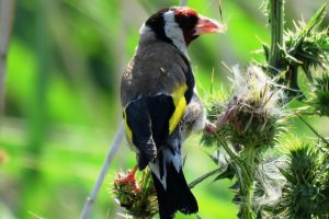 JILGUERO COMÚN (Carduelis carduelis)