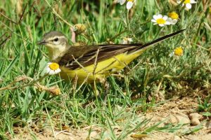 LAVANDERA BOYERA (Motacilla flava)