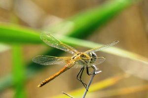 LIBÉLULA HEMBRA (Sympetrum Fonscombolii)