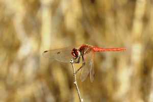 LIBÉLULA MACHO (Sympetrum Fonscombolii)