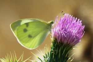MARIPOSA DE LA COL (Pieris brassicae)