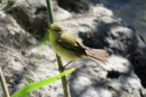 MOSQUITERO MUSICAL (Phylloscopus trochilus)