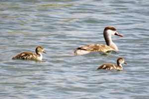PATO COLORADO HEMBRA Y PATITOS (Netta rufina)