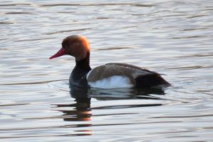 PATO COLORADO MACHO I (Netta rufina)