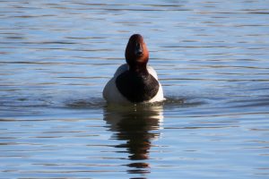 PORRON COMÚN MACHO I (Aythya ferina)