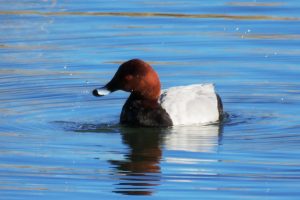 PORRON COMÚN MACHO II (Aythya ferina)