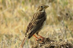 TRIGUERO (Emberiza calandra)