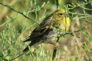 VERDECILLO (Serinus serinus)